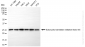 KD-Validated Anti-EIF4E Rabbit Monoclonal Antibody